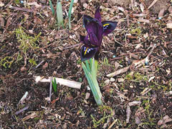 Iris Histrioides