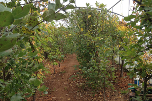 Garden Fruit Trees