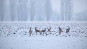 Fallow Deer