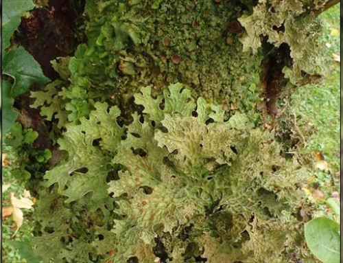 Lichens on the apple tree in Ardtornish Kitchen Garden