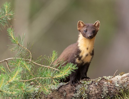 Winning the trust of the photogenic Pine Martens