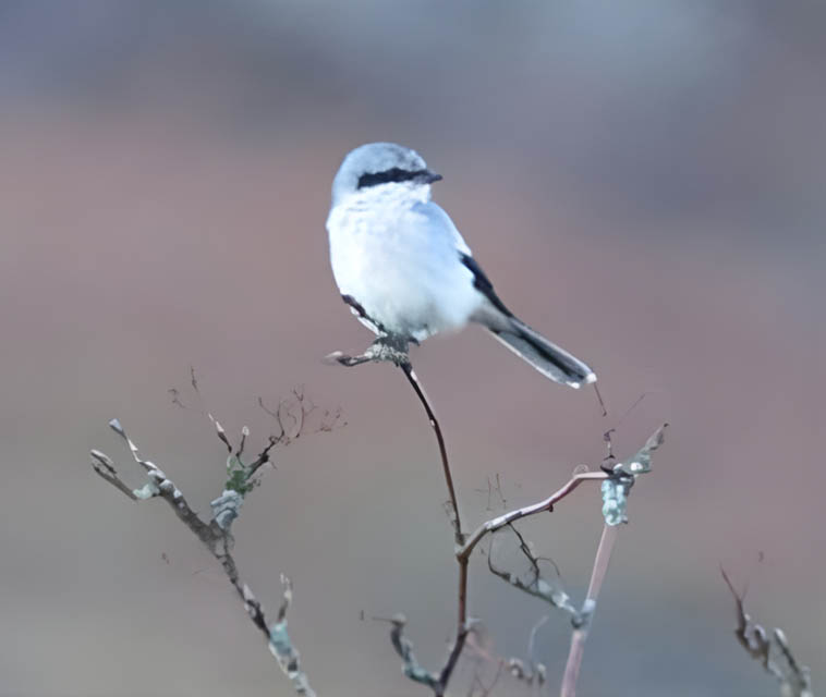 Great Grey Shrike